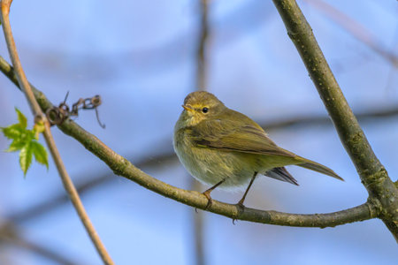 A Common Chiffchaff sitting in a tree, sunny day in springtime, blue sky, Upper Austria