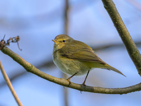 A Common Chiffchaff sitting in a tree, sunny day in springtime, blue sky, Upper Austria