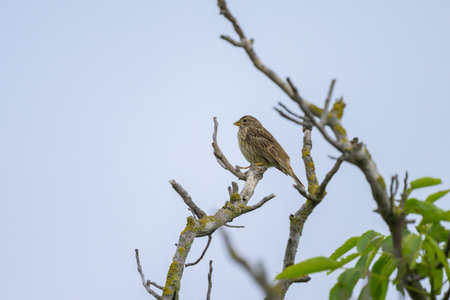 A corn bunting sits on a branch under a cloudy summer sky