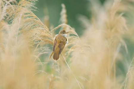 A great reed warbler sits among reeds in the wetland habitatの写真素材