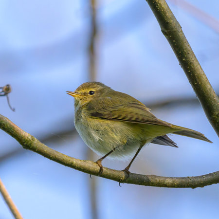 A Common Chiffchaff sitting in a tree, sunny day in springtime, blue sky, Upper Austriaの写真素材