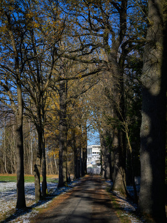 Schrems, Austria - November 23, 2024: Oak tree avenue in winter season with clear blue sky landscapeのeditorial素材