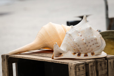 Two large seashells of sea snails placed on wooden box resembling musical instrument artistic...