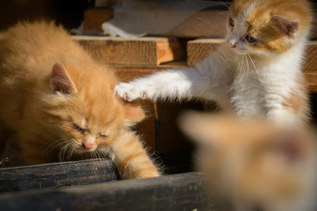 Curious young domestic cat with white and light brown fur exploring farm environment in Matrei in...