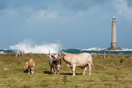 Auderville, France - August 20, 2016: Cows graze on a meadow before the lighthouse with waves splashing in the background.のeditorial素材