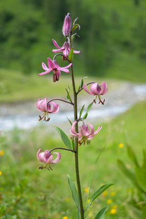 Martagon lily flower cluster on sunny summer day with blurred river and willow background in Kals am Grossglockner Austriaの写真素材