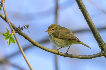 A Common Chiffchaff sitting in a tree, sunny day in springtime, blue sky, Upper Austria