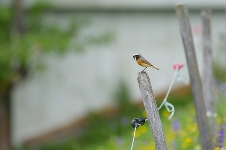 A common redstart sits calmly on a wooden post in Virgen, Austria, sunny summer day, showing vibrant...
