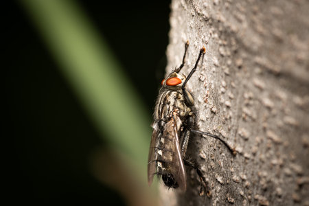 A macro view shows a fly resting on tree bark in Vienna, Austria, captured in spring with detailed...