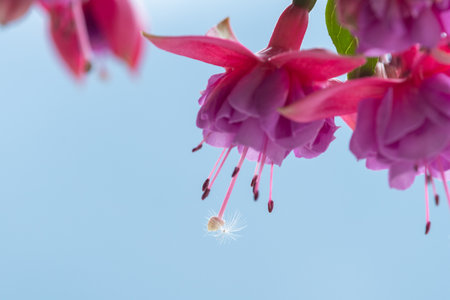 A delicate closeup of a pink fuchsia blossom shows fine details captured on a fresh spring day with...
