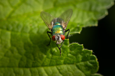 A macro shot shows a fly resting on a green leaf in Vienna, Austria, captured with detailed texture...