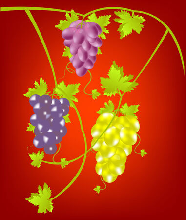 Miscellaneouses of the sort of grape on red backgroundのイラスト素材