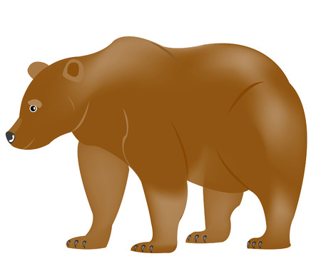 Illustration borax bear on white backgroundのイラスト素材
