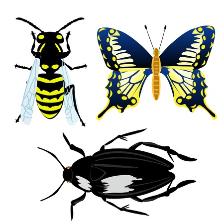 Insect butterfly,bee and bug on white backgroundのイラスト素材