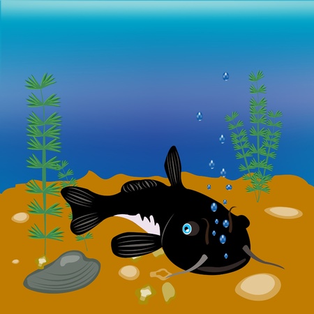 Big fish sheatfish on dayのイラスト素材