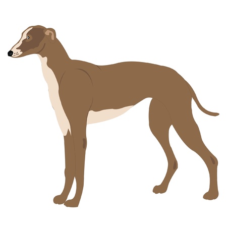 Dog of the sort greyhound on white backgroundのイラスト素材