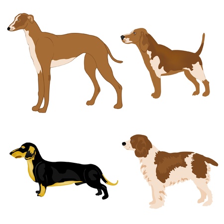 Illustration of the dogs of the different sorts on white backgroundのイラスト素材