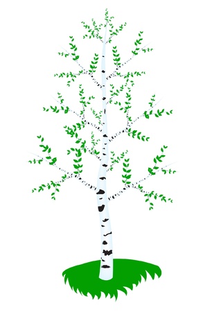 tree birch with green sheetのイラスト素材