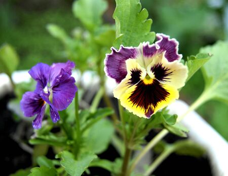 Beautiful flower pansyのeditorial素材