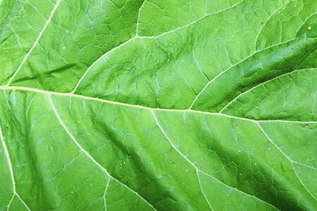Texture of the green sheet of the plant