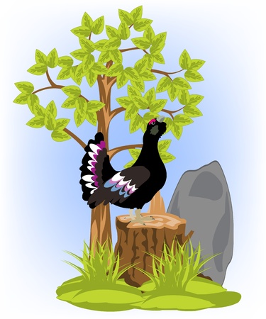 Illustration of the timber bird black grouse on white background is insulatedのイラスト素材