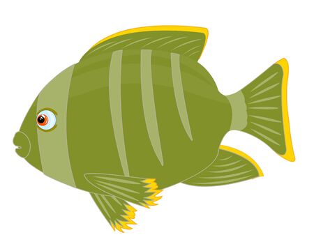 Illustration of tropical fish insulated on white backgroundのイラスト素材