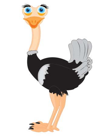 Illustration of the ostrich on white background is insulatedのイラスト素材