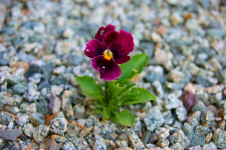 Solitary flower pansy amongst stoneの写真素材
