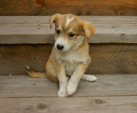 Small gray puppy sits on porch of the buildingの写真素材