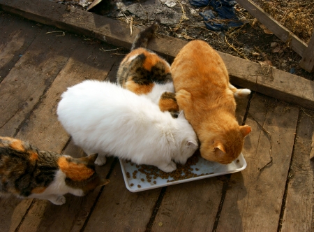 Much cats in courtyard eat from tureenの写真素材