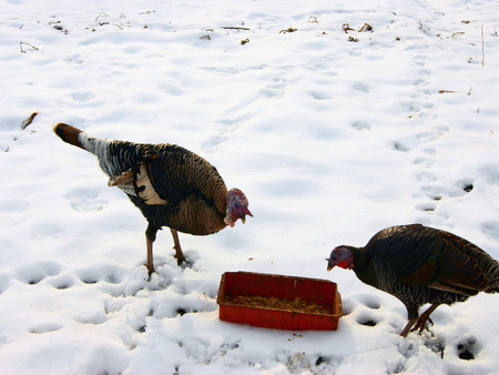 Two birds of the turkey eat provenderの写真素材
