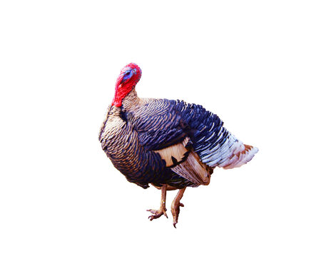Turkey isolated on a white background. Clipping path included.の写真素材