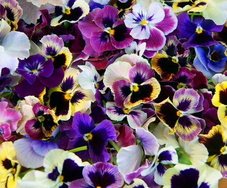 Colorful floral background from flower pansy.Flower Pansyの写真素材