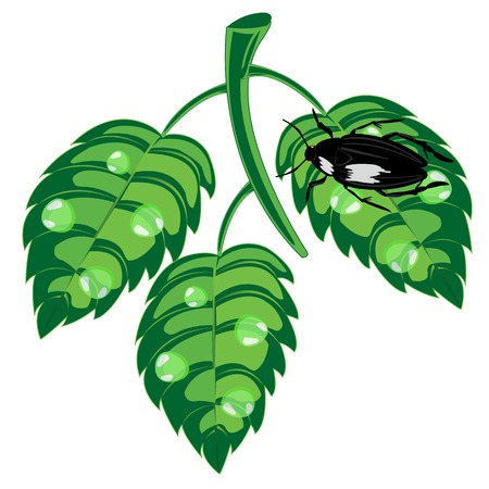 Branch with green sheet and dew and insect bugのイラスト素材