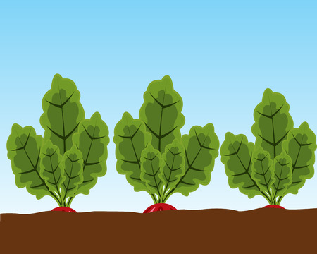 The Ripe vegetable radish in ground.Vector illustrationのイラスト素材