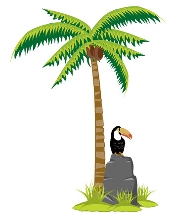 Palm with coconuts and bird toucan on white backgroundのイラスト素材