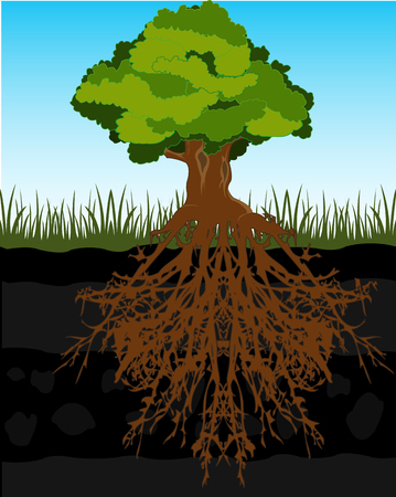 The Big tree and root in ground.Vector illustrationのイラスト素材