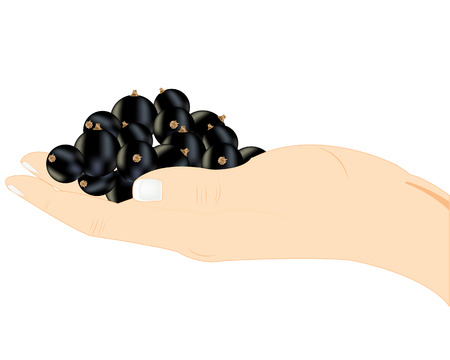 Berry on palmのイラスト素材