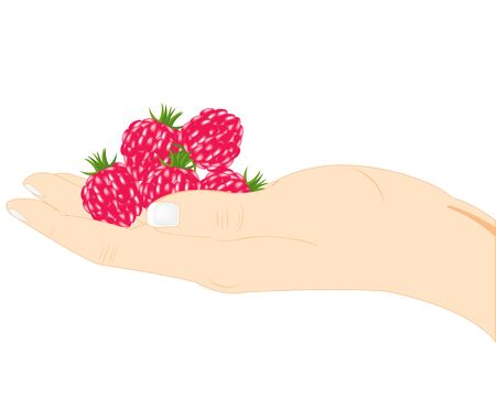 Berry raspberry in hand of the person on white backgroundのイラスト素材