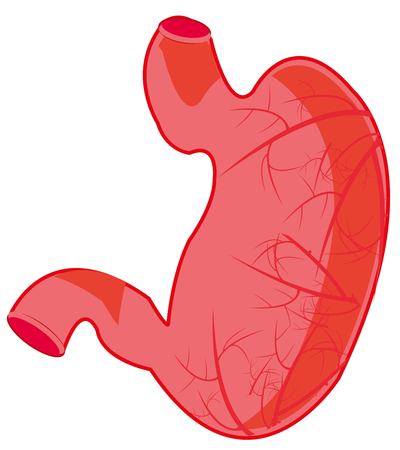 Internal organ of the person bellyのイラスト素材