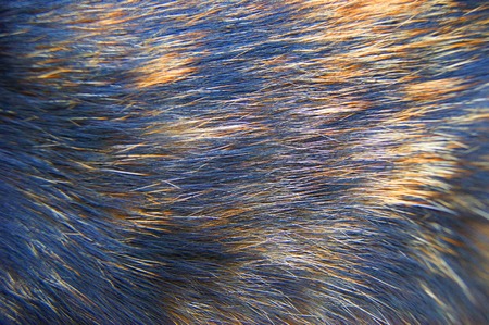 Wool of the cat background