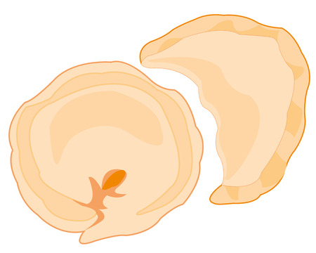 Vector illustration of national meal meat dumplingsのイラスト素材