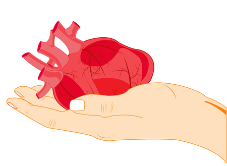 Heart of the person on palm on white background is insulatedのイラスト素材
