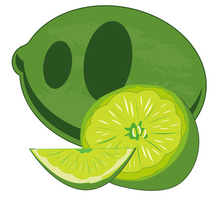 Vector illustration of the south fruit limeのイラスト素材
