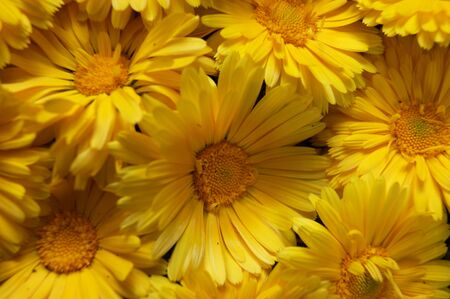 Bright and colorful background from flower of the yellow colour
