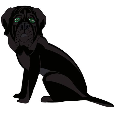 Black mastiff sideways on white background is insulatedのイラスト素材
