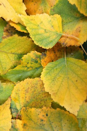 Decorative wallpaper from autumn foliage tree birch