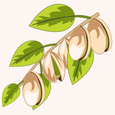 Branch with pistachio on white background is insulatedのイラスト素材