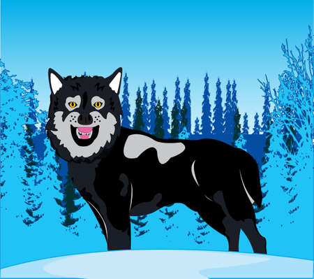 Wildlife wolf on background snow winter wood