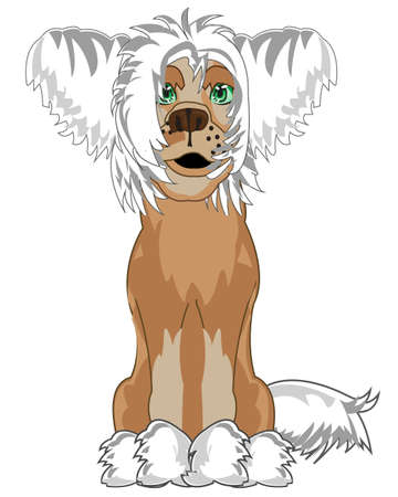 Dog of the sort chinese crested sits type frontalのイラスト素材